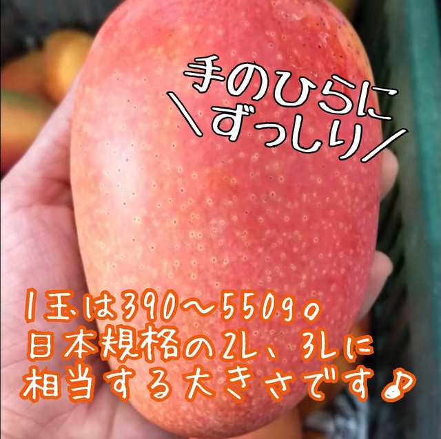 予約 7月初旬発送 台湾産 アップルマンゴー お徳用5kg 10 13玉 入 送料無料 茉莉商店