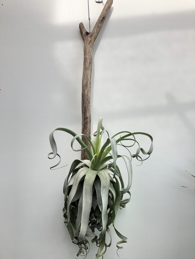ティランジア ストレプトフィラ Xxl Tillandsia Streptophylla クルール Couleur