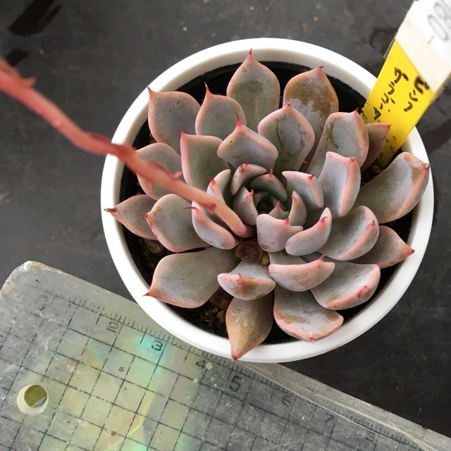 ピンクザラゴーサ Rupo 多肉植物専門店