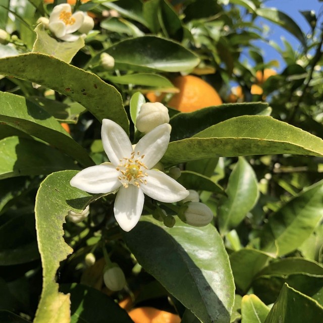 母の日のギフトに 農薬不使用 無農薬 木成り 甘夏3kg 甘夏の花のモイストポプリ しあわせの樹 あまくさ