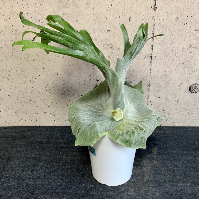 ビカクシダ スパーバム Planet Plants プラネットプランツ