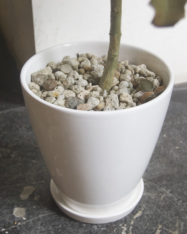 カランコエ ベハレンシス Neo Green