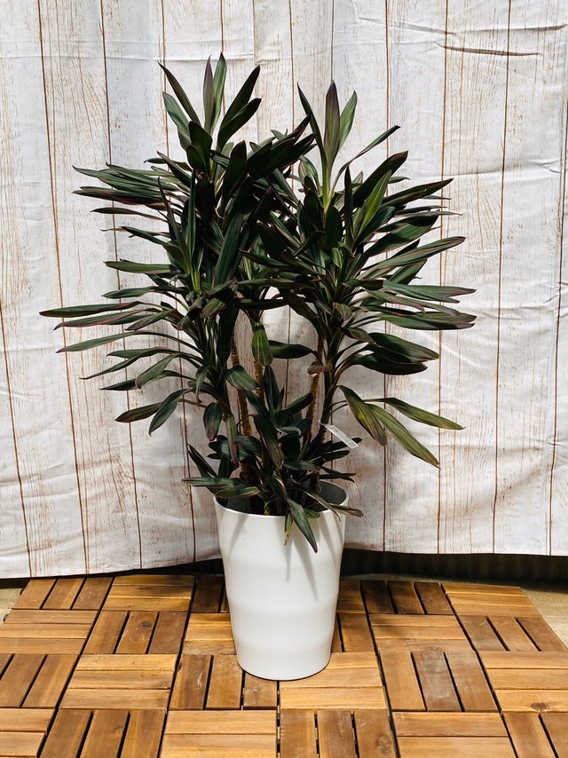 観葉植物 コルディリネ サンゴ 7号 ハウスプランツショップ 観葉植物の通販サイト