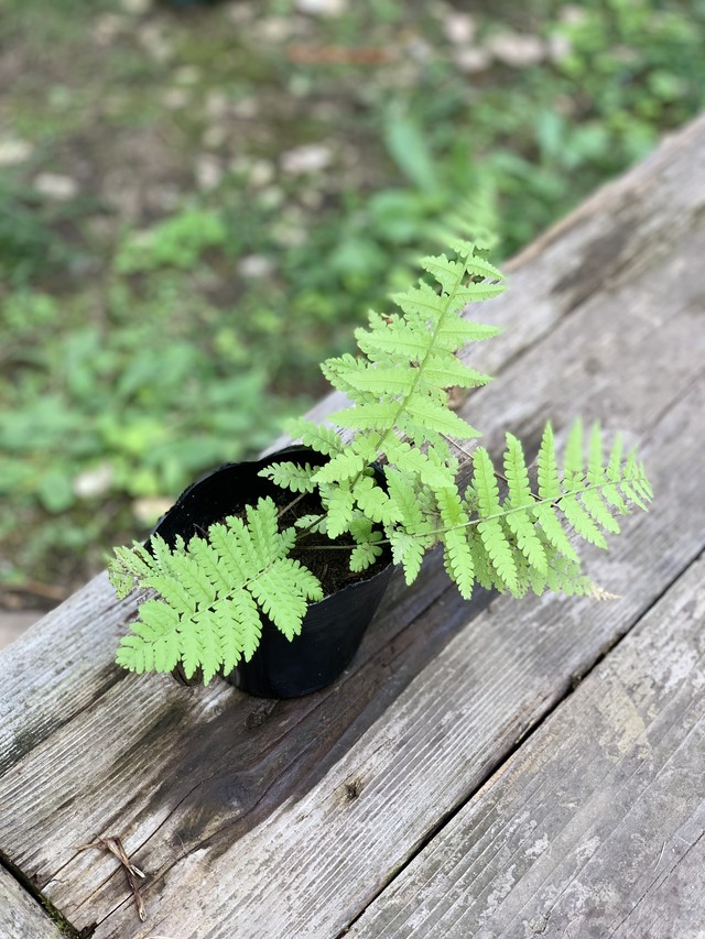 シダ 山野草 ポッド入り Burnsgreen