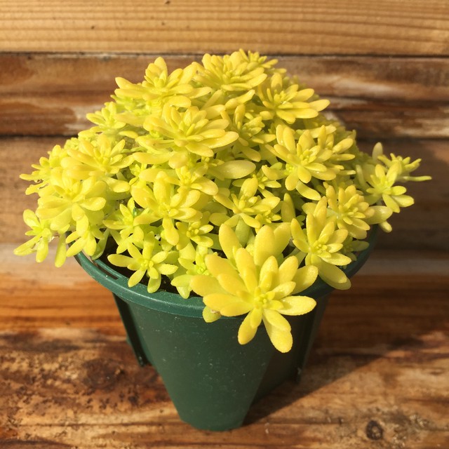 多肉植物 セダム ミモザ 2 5号ポット Ssfarm
