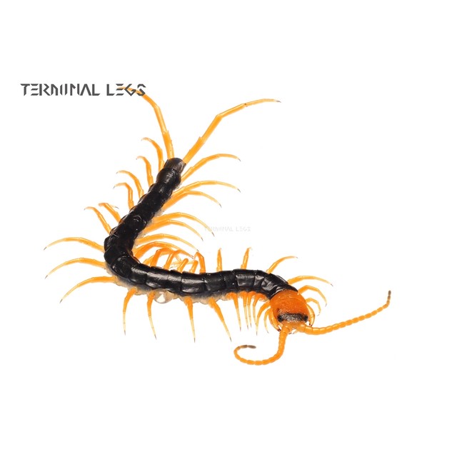 ムカデ専門店 Terminal Legs