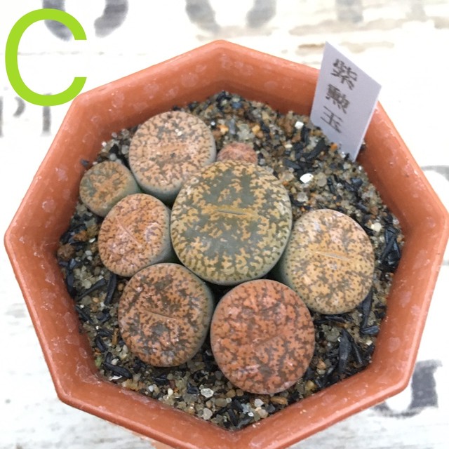 リトープス 巴里玉 花紋玉 紫勲玉 李夫人 Rupo 多肉植物専門店