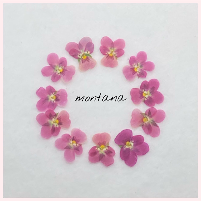 No 7 ビオラ 押し花 Montana