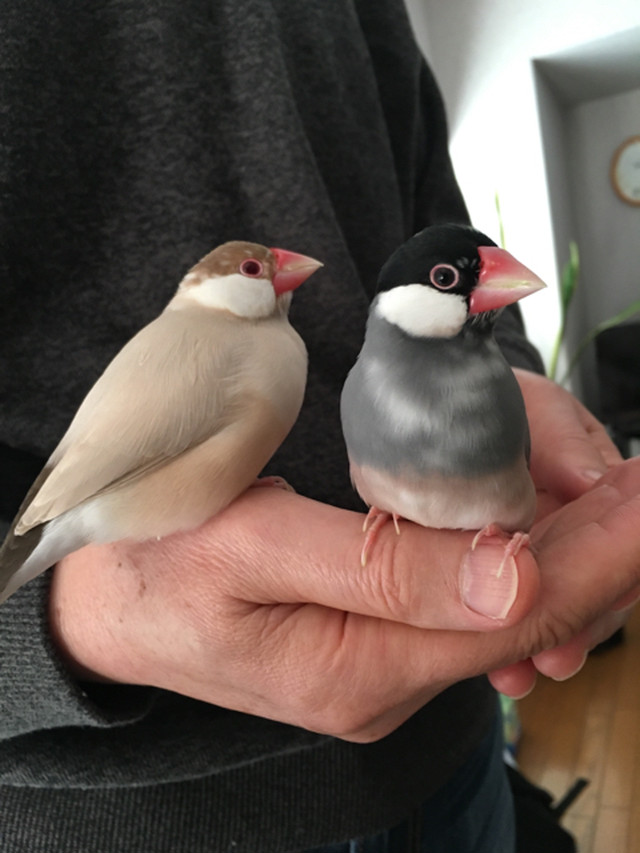 S様オーダー桜文鳥とシナモン文鳥 Kralik