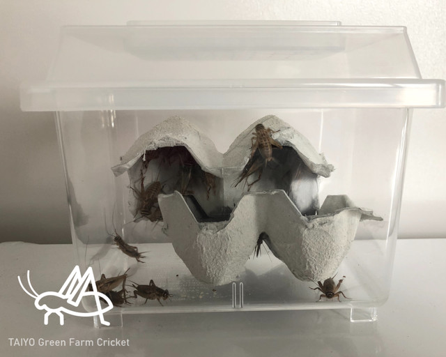 活ヨーロッパイエコオロギ L 30g 虫かご付き Taiyo Green Farm Cricket