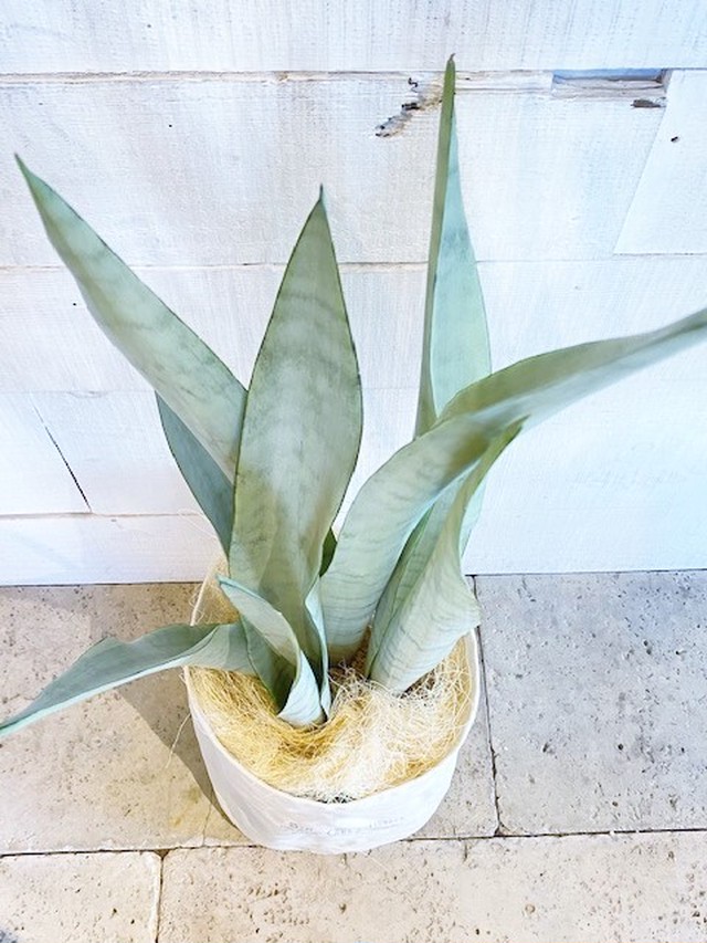 サンスベリア ローレンチシルバー キャンバス地鉢カバー付き ６号鉢サイズ Botanical56