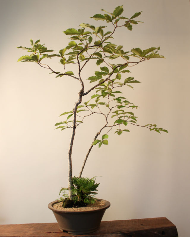 雑木盆栽 コナラ 盆栽と山野草の植物店 八百日 Yaoca Bonsai Plants