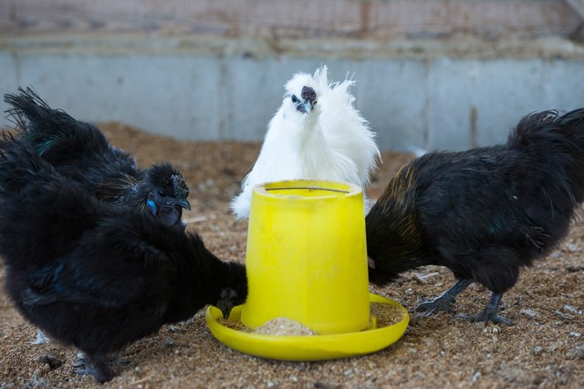 ご家庭用 烏骨鶏の平飼いたまご10個 送料無料 蓮ヶ峯農場