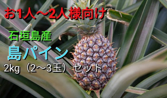 送料無料 石垣島の島パイン2kg 2 3玉 石垣島フルーツ販売所 南の島はいぬしぃま