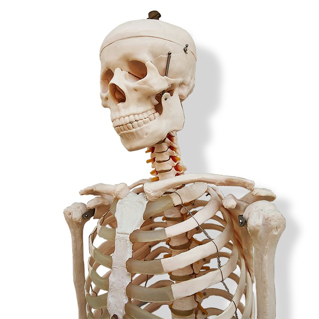 人体模型 骨格標本 原寸大 スタンド付 All Tomorrow S Parties