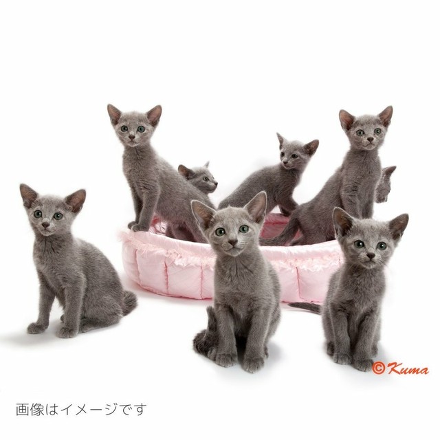 ふーじこちゃんママ手作り ぽんぽんベッド フリル付き サテンライトブルー 浴衣地 海の仲間柄 Sサイズ Cbpb02 0073s Tail Of Cat 猫のシッポ