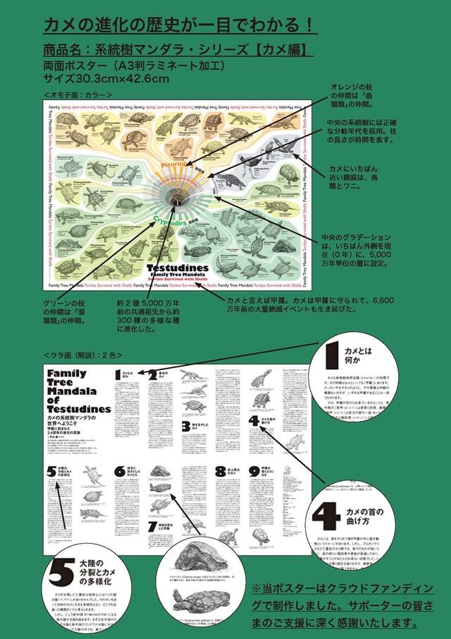 カメの進化ポスター ラミネート ランチョンマットにもなる 系統樹マンダラ カメ編 両面ラミネート 縮小a3判 キウイラボ