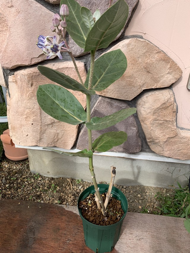 クラウンフラワー パープル 新苗 Hawaiian Lei Flower 5号pot Moani Flower Garden