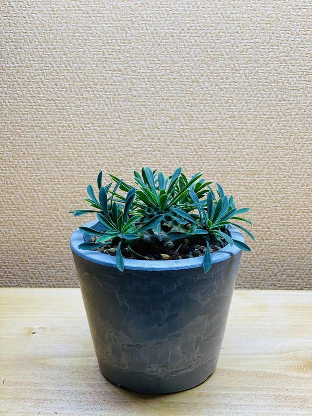 ユーフォルビア 峨眉山 Planet Plants