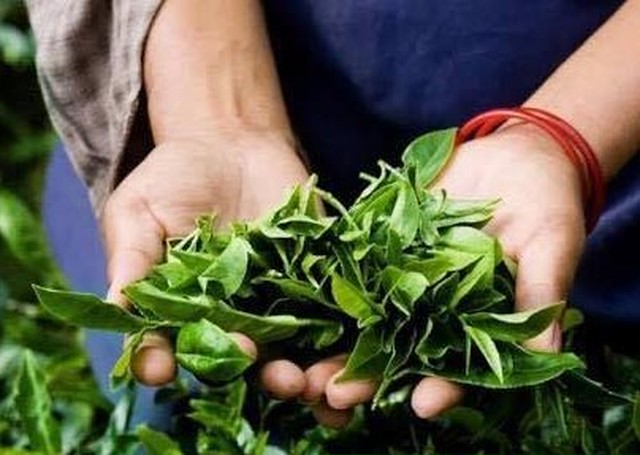 天然ベルガモット精油使用 Earl Grey アールグレイ ティーバッグ６個入 こだわりの100 無添加紅茶 Royal Leaf Tea ロイヤル リーフティー