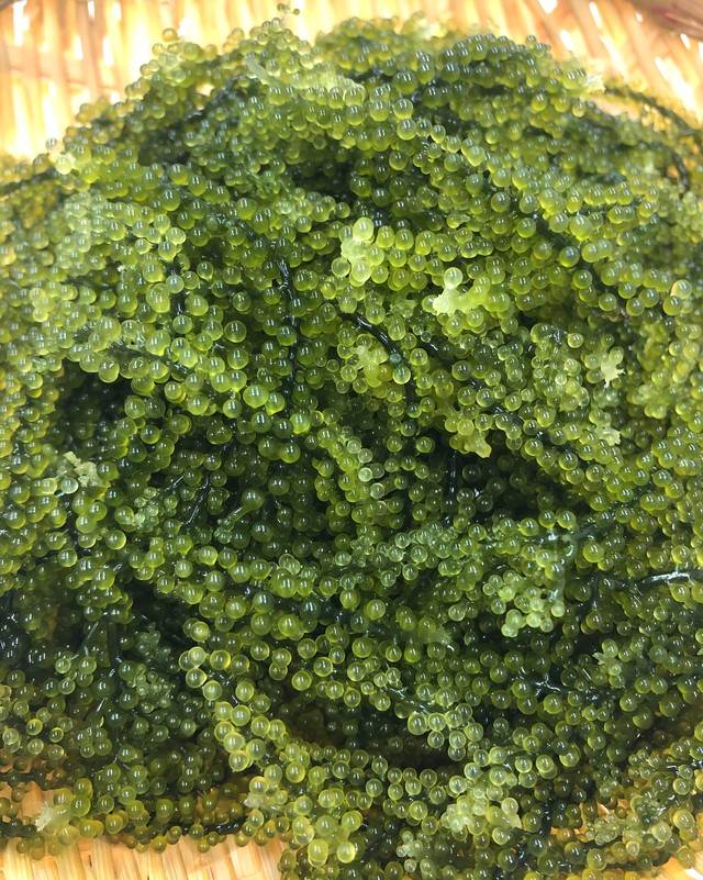 ぶどう 海