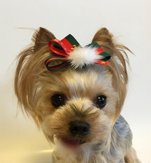 犬用アクセサリー クリスマスカラーリボン Dogdress Ari Ra