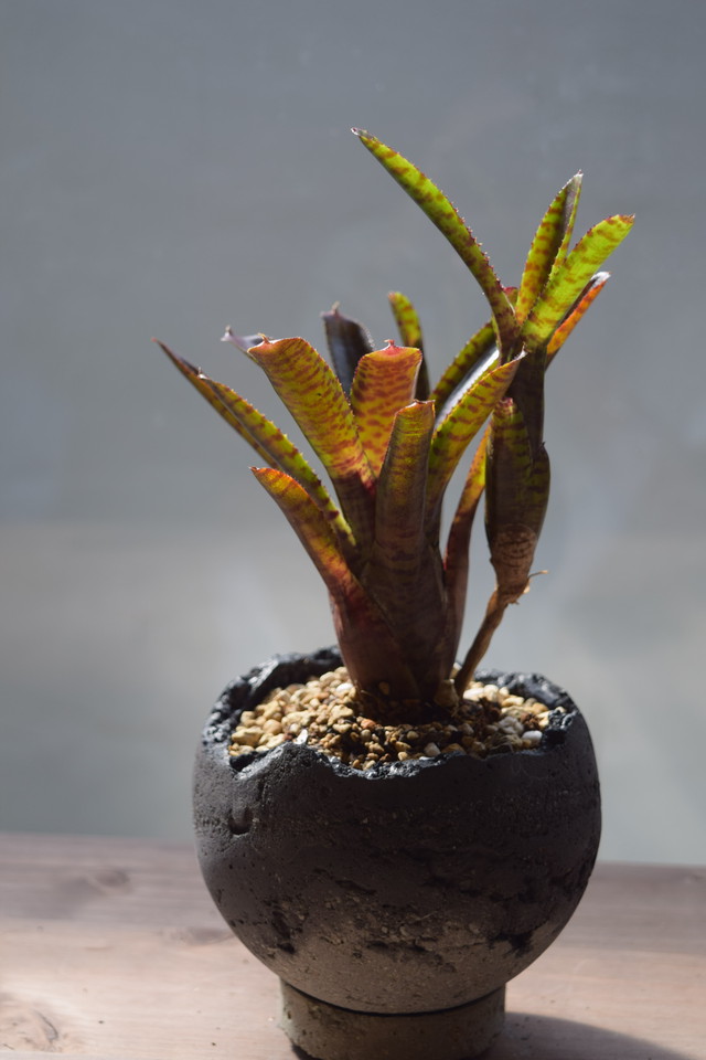 Fn 05 ネオレゲリア 丸鉢 セメント鉢 コンクリート鉢 植木鉢 炭黒コンビ F Labo
