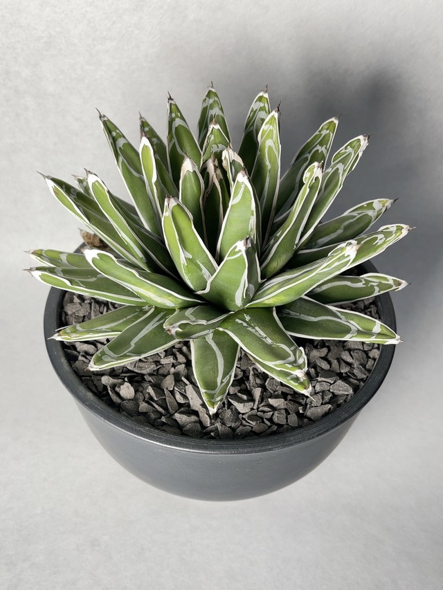 アガベ 雷神 Trigger