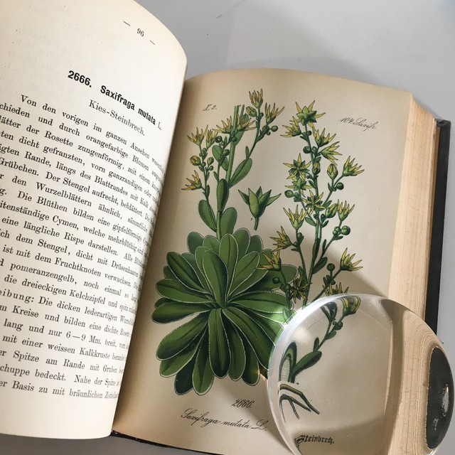 Ernst Hallier ドイツの植物図鑑 Vol 26 カラープレート72枚 1800年後半 クロモリトグラフ べるりんのーと