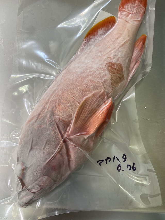 八丈島冷凍プロトンアカハタ 八丈島百寶堂