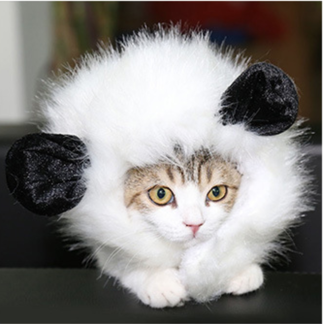 可愛い猫用帽子 ニャンニャン パンダ感 ペットアイテム専門店 Xat S 可愛い猫用アイテムを揃えたお店デス