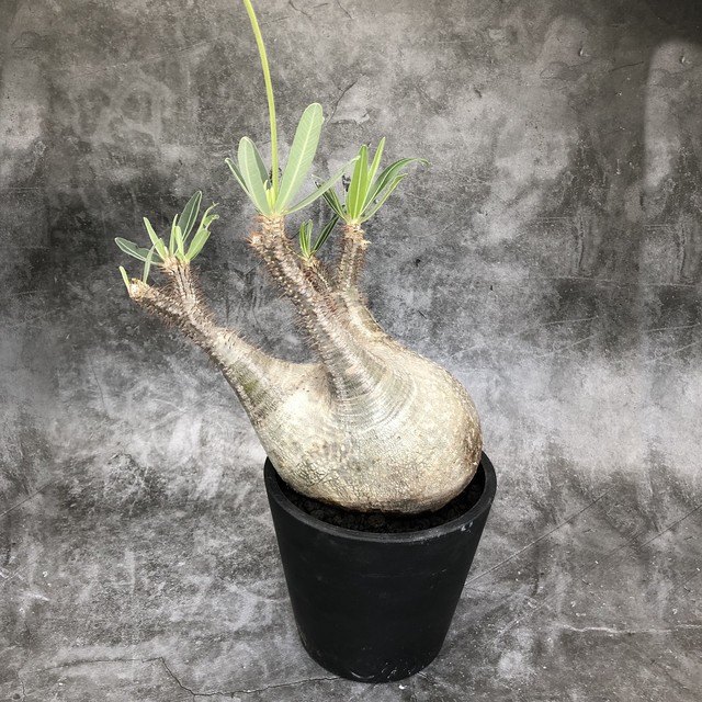 Pachypodium Gracilius パキポディウム グラキリス 発根開花済み株 Botany Craft