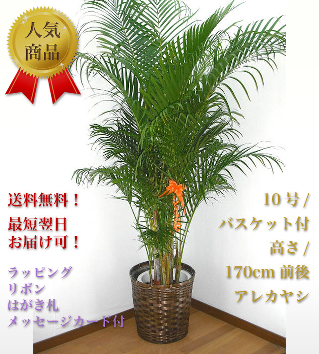 観葉植物10号 バスケット付 アレカヤシ 木札付 ビジネス胡蝶蘭専門店 美花