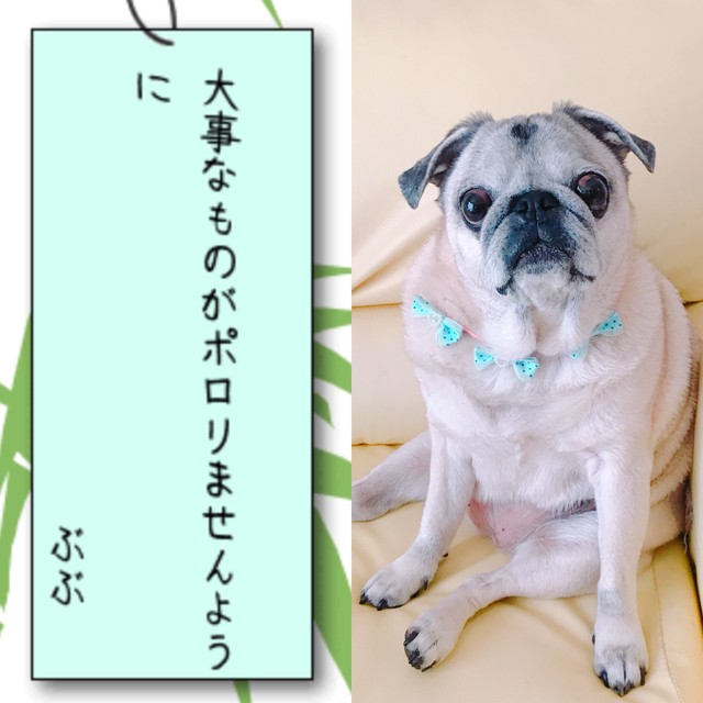 Poco 写真集 お願いするおパグたち 18 Pug Poco オリジナルグッズ 通販