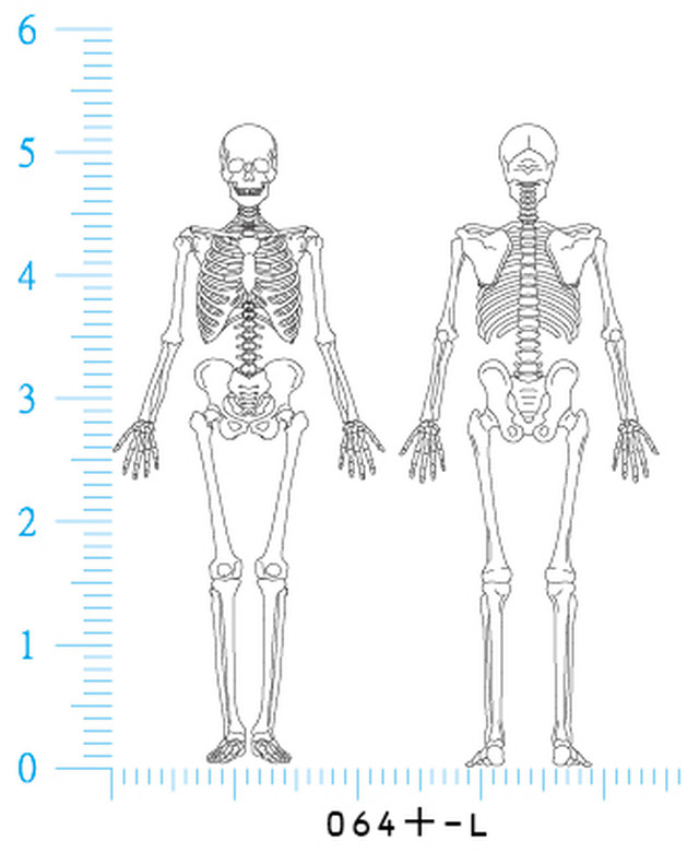 骨格全身図 前後対 Mサイズ 檸檬庵