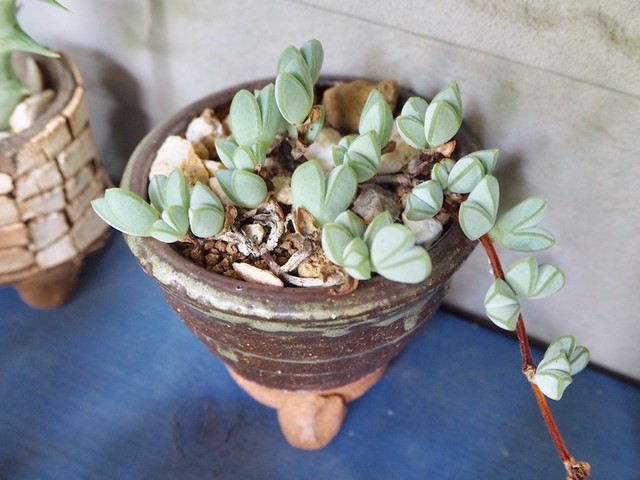 コルプスクラリア レーマニー 多肉植物デイジーアンドビー