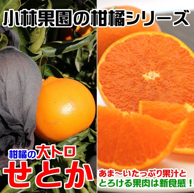 小林果園のせとか 2.5kg