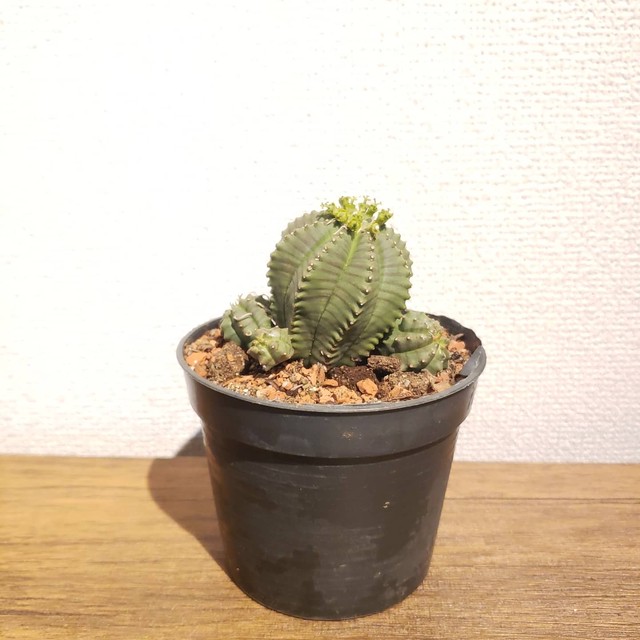 ユーフォルビア 峨眉山 Planet Plants