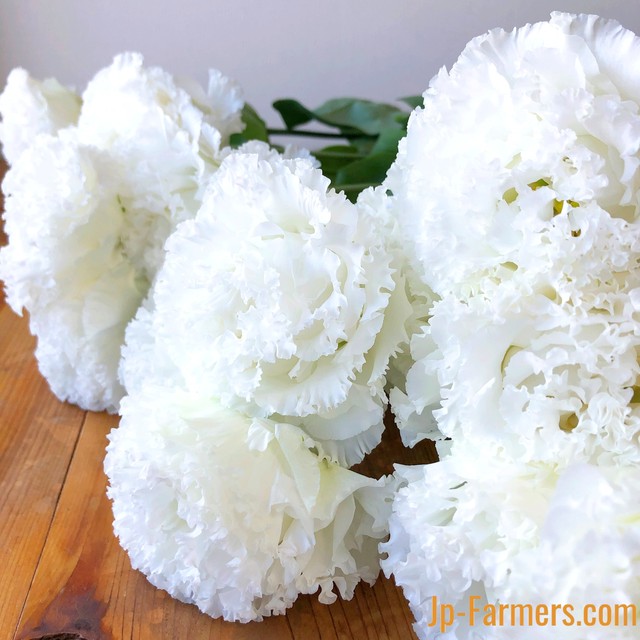 トルコキキョウ Jp Farmers Com