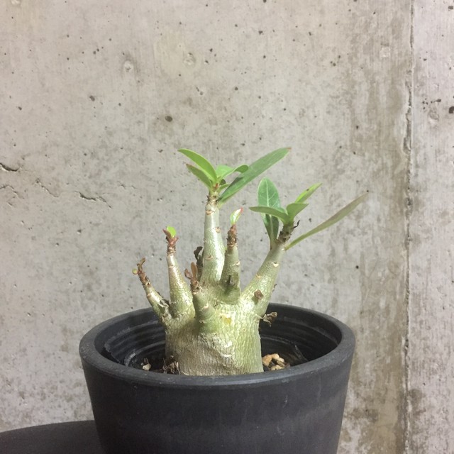 アデニウム アラビカム 3号 Resfeber