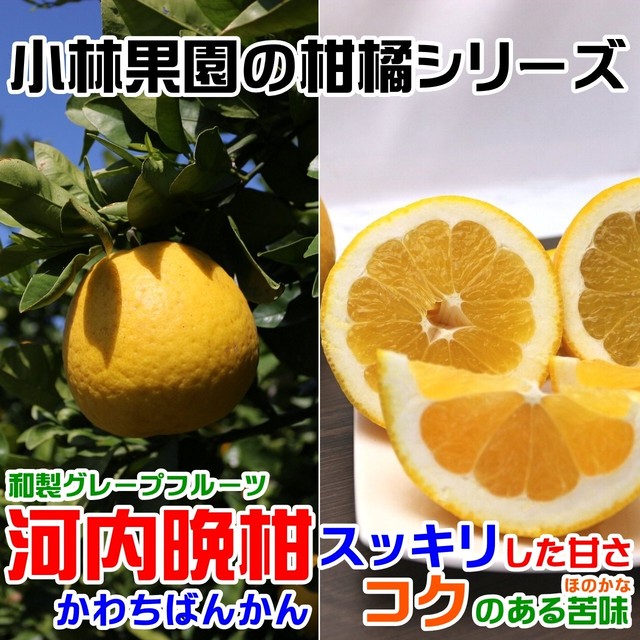 小林果園の河内晩柑 2.5kg