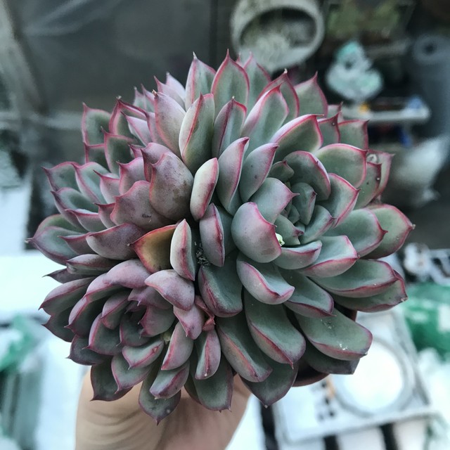 多肉植物 花うらら ゆき のんちゃんのお店屋さん