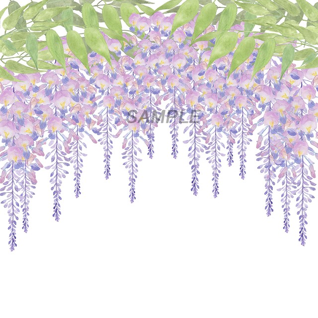 藤の花 藤棚水彩画png 背景透過済 イラスト素材屋