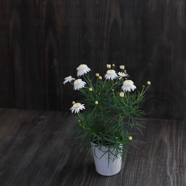 葉っぱの概念を変えたマーガレット ダブルチェルシーガール 松原園芸