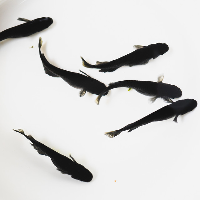 改良メダカ 改良メダカ養殖場 さむおメダカ