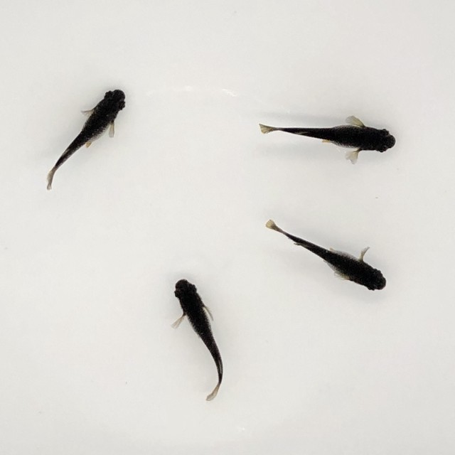 オロチmサイズ Puchiland