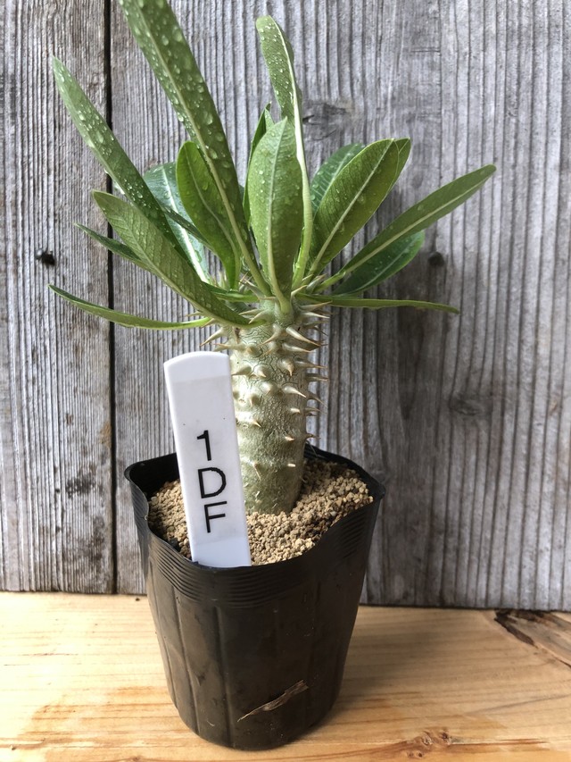 1df パキポディウム デンシフローラム 実生 Greenough