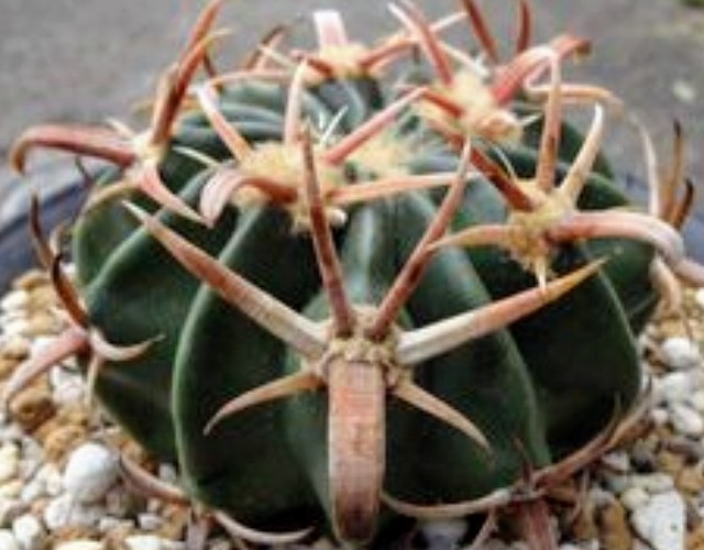 Echinocactus Homalocephala Texensis 狂刺綾波の種子10粒 Espinas Seeds Shop