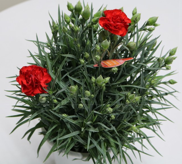 カーネーション 5号鉢 2鉢セット 赤 ピンク オレンジ 黄色からお選びいただけます River Forest 運営会社 有限会社モリヒロ園芸