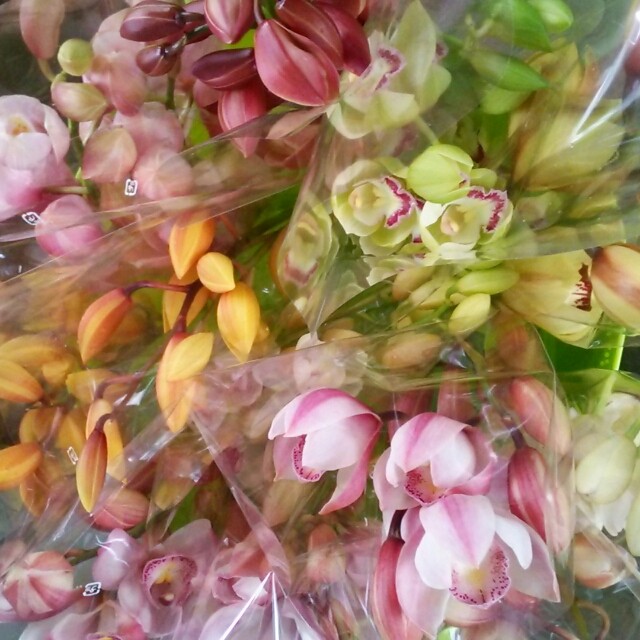 訳あり シンビの切り花 ２本組 Hanazukin 花ずきん 農家直送の花苗 シンビジュームの花束